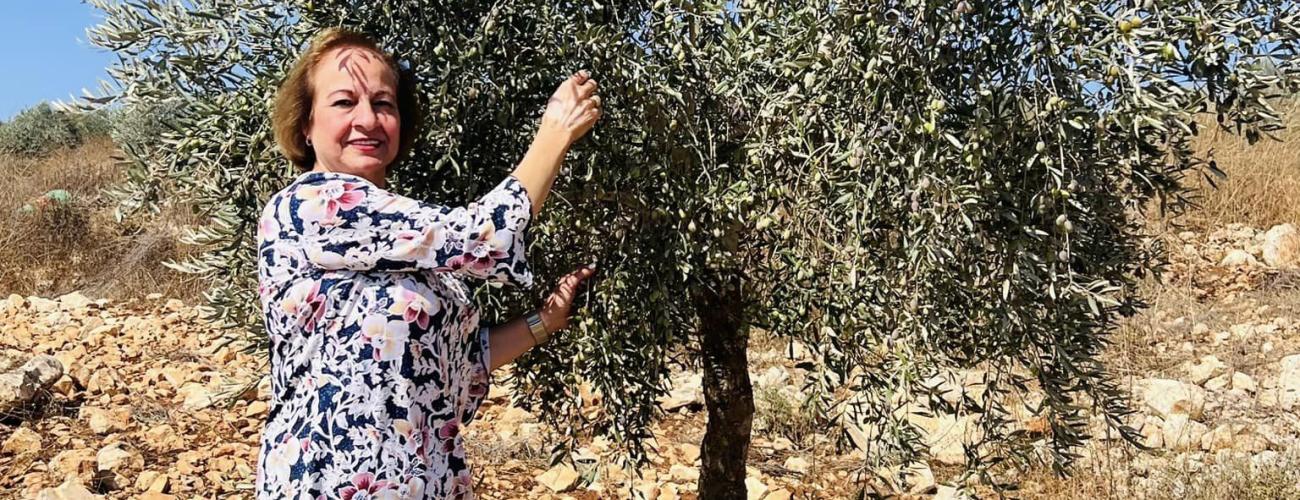 موسم قطف الزيتون 